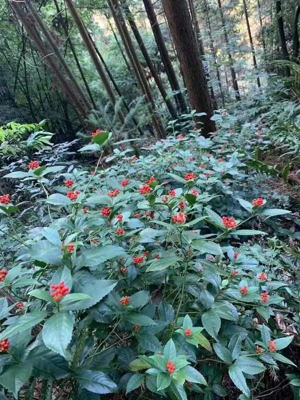 种植药材哪个最赚钱,寻找药厂合作种植药材