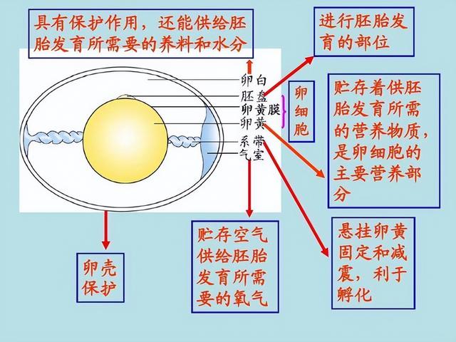 母鸡为什么不和公鸡交配就能产蛋？那公鸡存在的作用是啥？