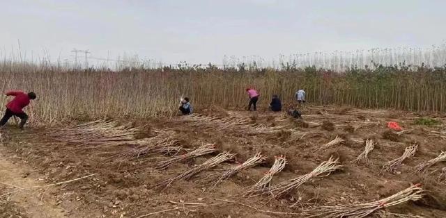 蜂糖李子苗批发多少钱一棵,蜂糖李子苗批发价多少钱一株