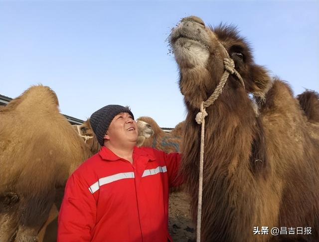 养殖兔子的兔棚怎么搭建,养兔大棚建造价格