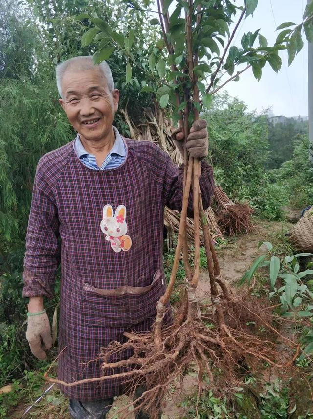 蜂糖李子苗批发多少钱一棵,蜂糖李子苗批发价多少钱一株