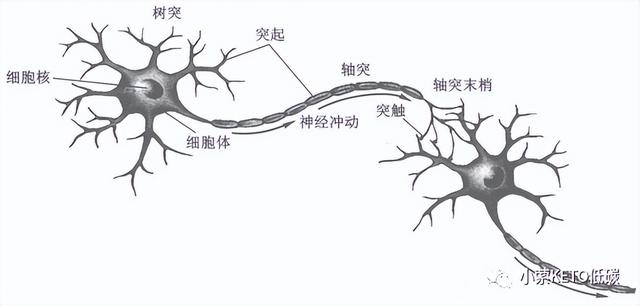 带你读书《燃脂生酮21天》（4）_油脂与人脑进化的关系（下）