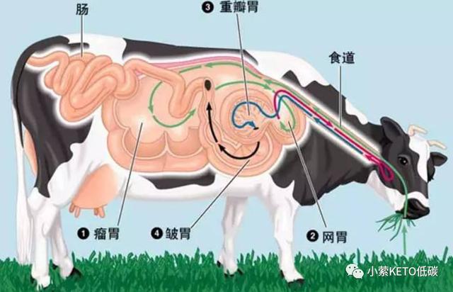 带你读书《燃脂生酮21天》（4）_油脂与人脑进化的关系（下）