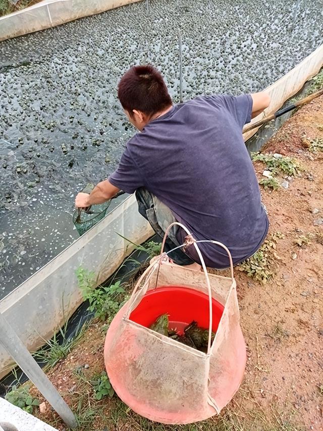 牛蛙市场价多少钱一斤,现在市场上牛蛙多少钱一斤