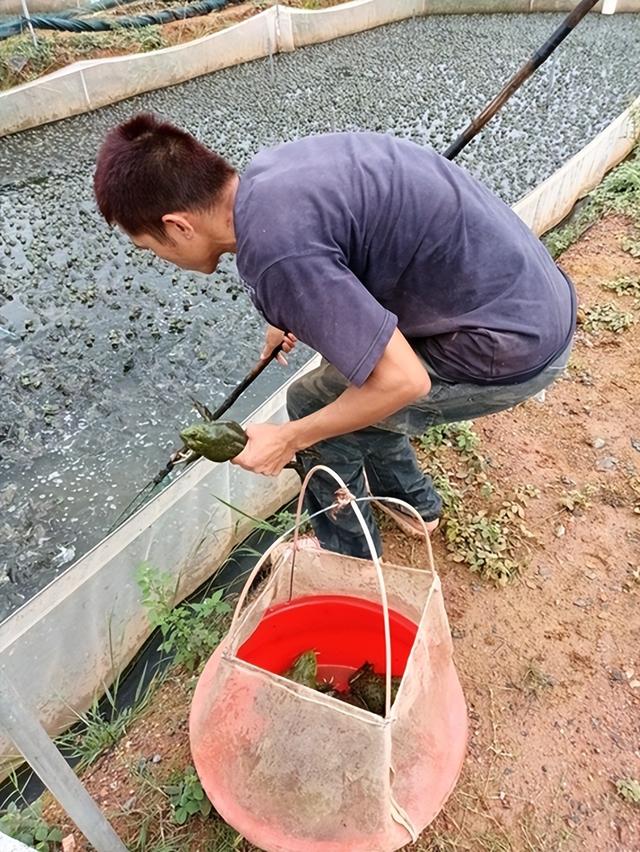 牛蛙市场价多少钱一斤,现在市场上牛蛙多少钱一斤