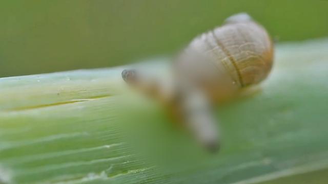 蜗牛壳碎了还能活吗,蜗牛养久了会认主人吗