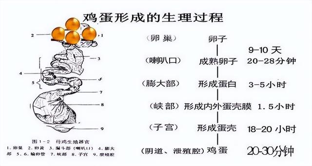 母鸡为什么不和公鸡交配就能产蛋？那公鸡存在的作用是啥？