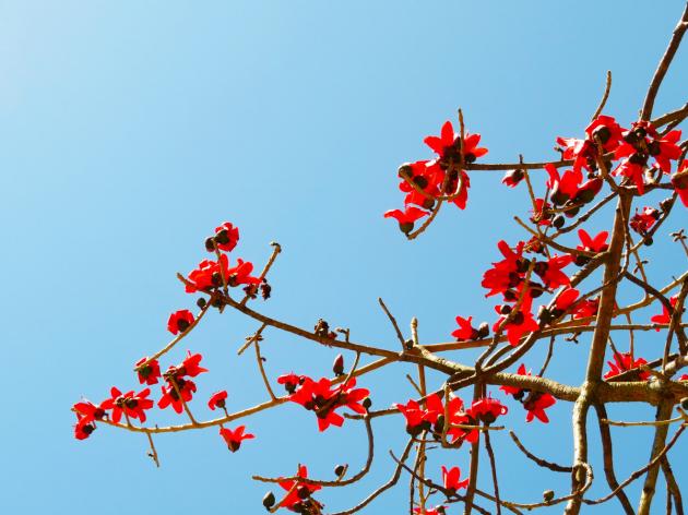 木棉花图片真实照片,木棉树图片