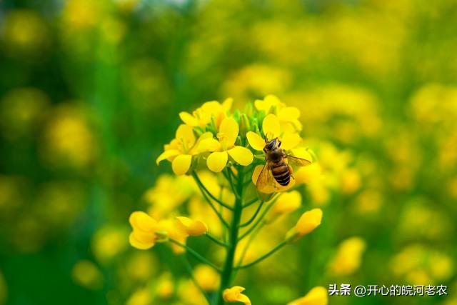 梦见油菜花开了是什么意思,梦见油菜花开了是什么意思周公解梦