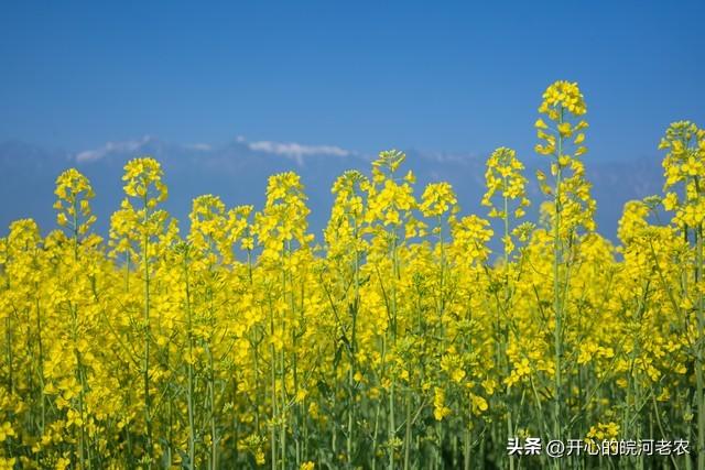 梦见油菜花开了是什么意思,梦见油菜花开了是什么意思周公解梦