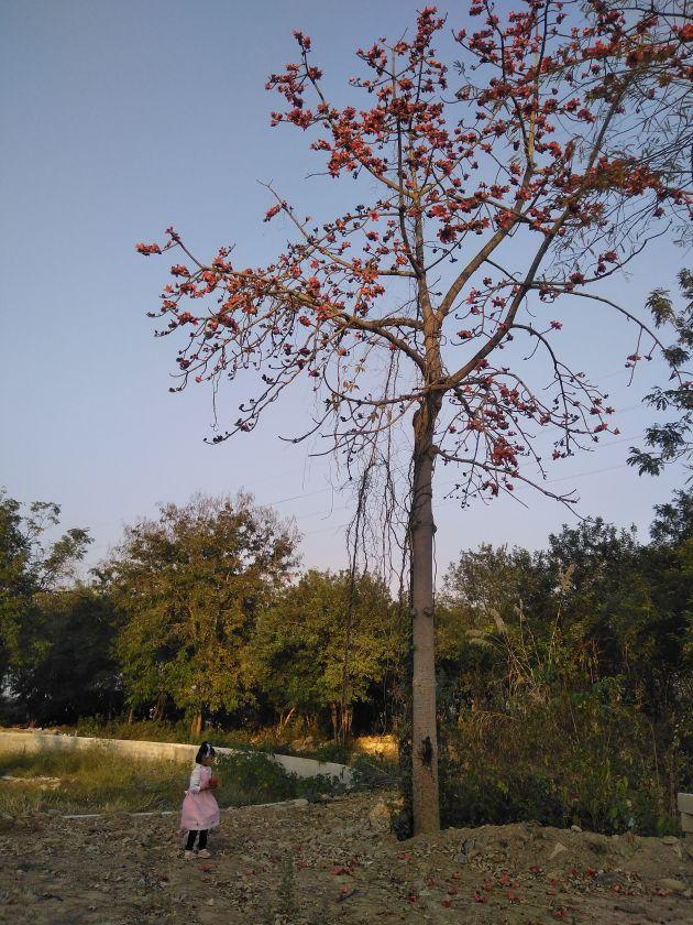 木棉花图片真实照片,木棉树图片