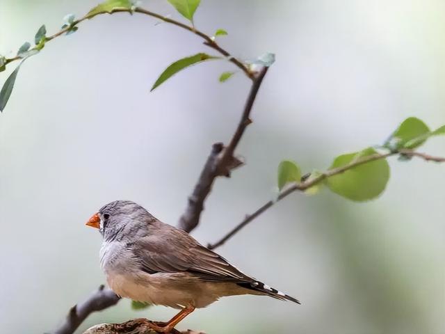 小孩养什么鸟比较好养活，小孩养什么鸟合适