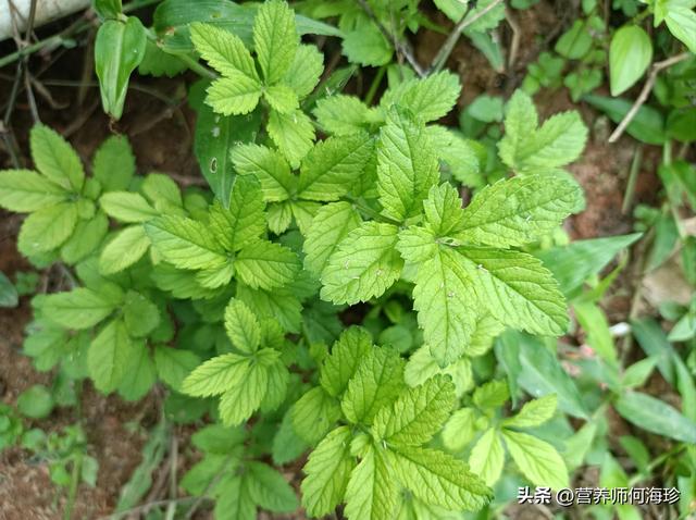 天云草实在哪里采集蒙德，天云草实在哪里采集视频