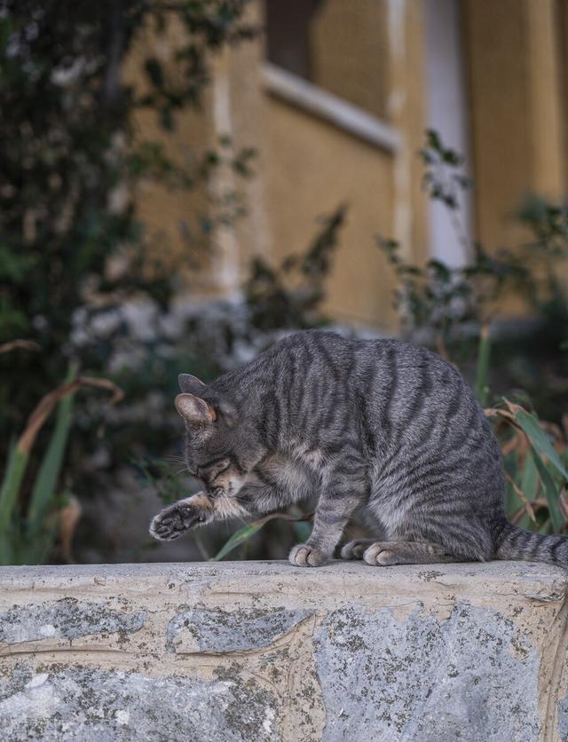 猫咪可以吃南瓜吗熟的，猫最爱吃的10种蔬菜