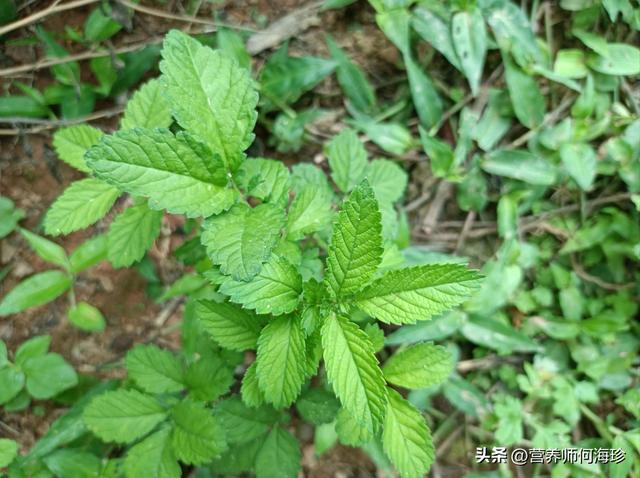 天云草实在哪里采集蒙德，天云草实在哪里采集视频