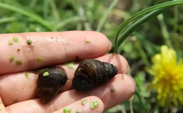 田螺是什么季节好吃，田螺季节几月到几月