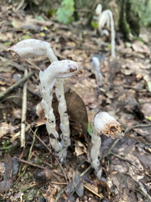 世界上最毒的花前十名,世界上最毒的花前十名图片